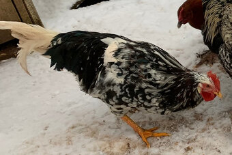 Kohout švédská květina - 2