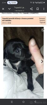 Trpasličí jezevčík křížený s čivavou poslední kus - 2