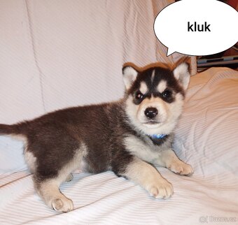 Sibiřský husky - 2