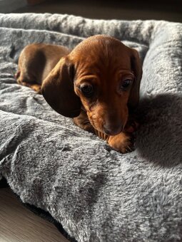 Trpaslíci krátkosrstý jezevčík - 2