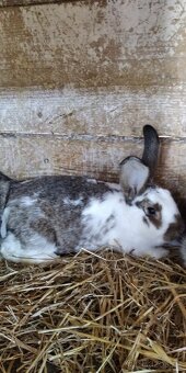 Prodám králíky - 2