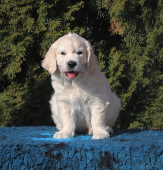 Golden retriever - psík s PP - 2