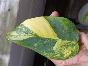 Monstera aureovariegata vrchol + zdarma řízek albovariegaty - 2