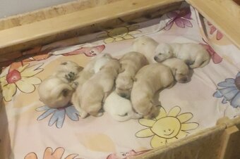 Štěňata labradorského retrívra - 2