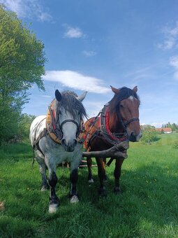 Chladnokrevnik X Percheron - 2
