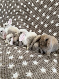 Mini Lop - beránek - 2