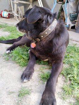 Kříženec labradora - 2