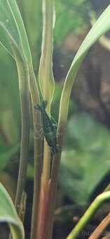 Krevetky neocaridina Green Jade - 2