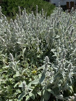 Čistec vlnatý (Stachys byzantina) - 2