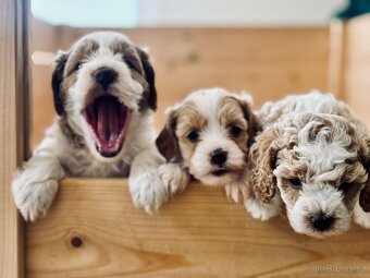 🐶 CAVAPOOCHON ŠTĚŇÁTKA – PRVNÍ VRH NAŠICH RODINNÝCH MAZLÍKŮ - 2
