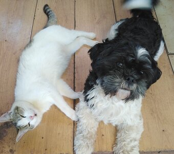 Shih-tzu - krytí - 2