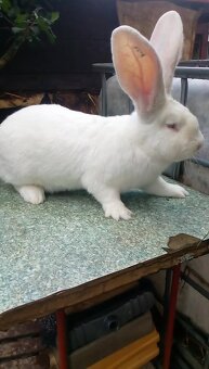 Belgický obr Albín - 2