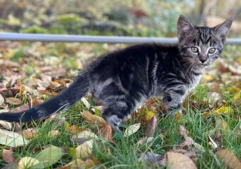 Darujeme roztomilá koťátka - 2