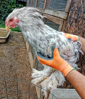 Kohouti Brahmánka velká - 2