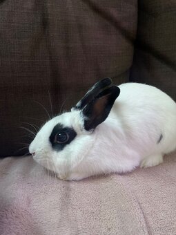 Zakrslí králíček - bílo černý s ušima nahoru - 2