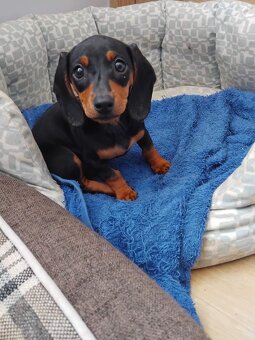 Jezevčík hladkosrstý trpasličí bez PP - 2