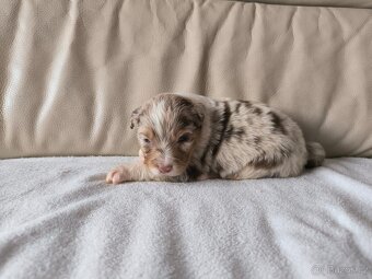 Australsky ovčak - 2