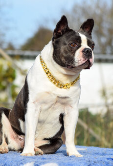 bostonský teriér  s PP  - modrý pejsek+ modrá holčička - 2