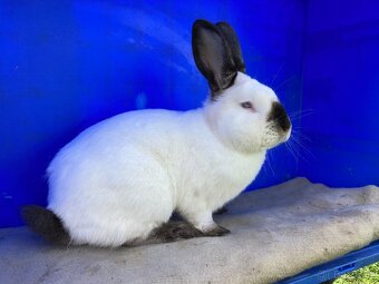 Kalifornský černý - 2