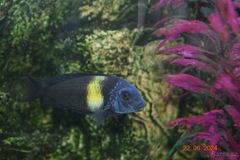 Tlamovci Duboisi - 2