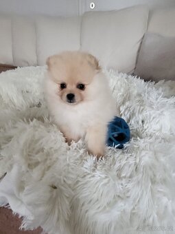 Pomeranian - 2