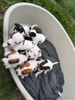 Jack Russell teriér - 2