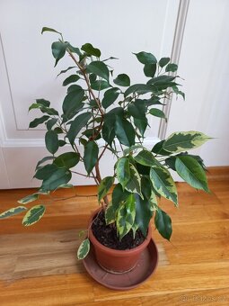 Ficus benjamina - 2