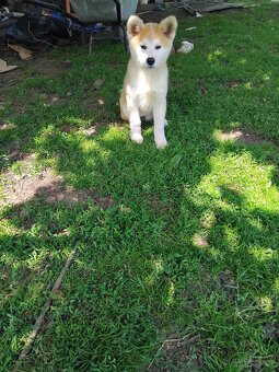 Akita inu - 2