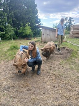 Kune kune - 2