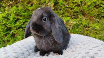 Zakrslý beránek, králíček, králík -PIPER - 2