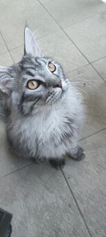 Mainsky Mývalí - 2