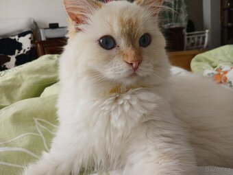 Hledá se nový domov pro nádhernou kočičku Ragdoll - 2