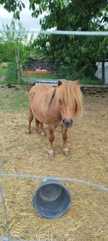Shetland pony kobylka 8 let stará - 2