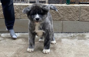 4 pejsci Akita inu s Průkazem původu FCI/ AKIHO již k odběru - 2
