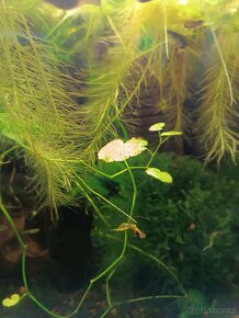 Endlerky Yellow tiger - 2