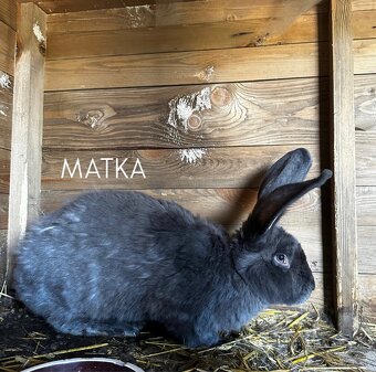 Belgický obr modrý - 2