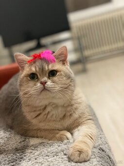 Kocour ke krytí - 2