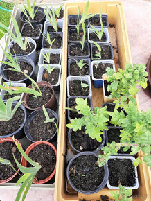 Aloe, angínovník, migrénovník - rostlinky - 2