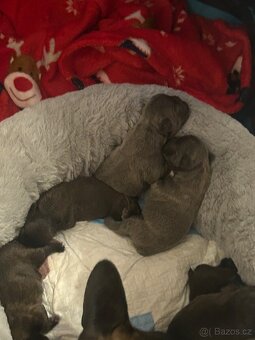 Francouzský buldočeky - 2