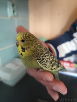 Prodám výstavní andulky - 2