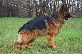 Nemecky ovcak  dlouhosrsty - 2