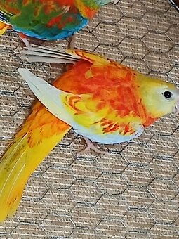 Neofema tyrkysova - 2