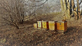 Vyzimovaná včelstva - 2