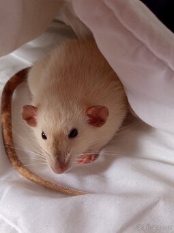 Darujeme do dobrých rukou dvě samičky krys - 2