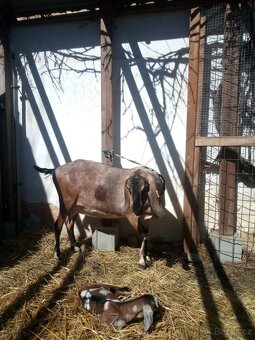 Anglonubijská koza - 2