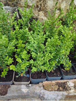Buxus na živé ploty - 2