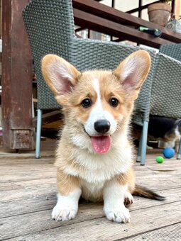 Welsh corgi pembroke s PP - 2