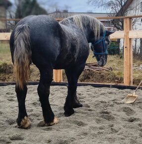 Percheron, 3 roky - 2