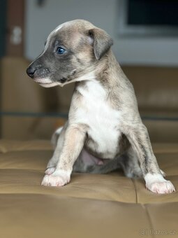 vipet/whippet štěňátka - 2