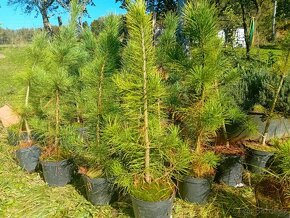 Borovice sibiřská - Pinus sibirica - Sibiřský cedr - 2